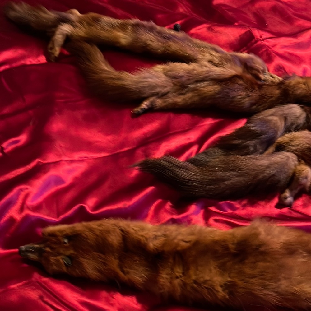 This is red fox fur